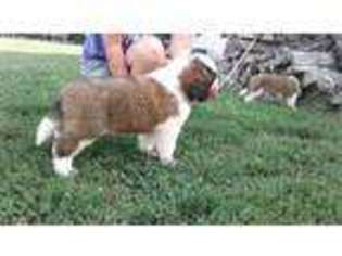 Saint Bernard Puppy for sale in Bloomfield, IN, USA