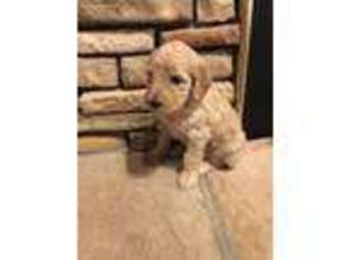 Goldendoodle Puppy for sale in Chillicothe, IL, USA