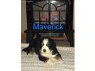 Bernese Mountain Dog Puppy for sale in North Manchester, IN, USA