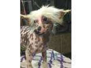Chinese Crested Puppy for sale in Pittsburgh, PA, USA