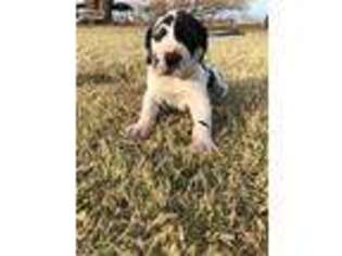 Great Dane Puppy for sale in Lubbock, TX, USA