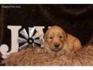 Golden Retriever Puppy for sale in Elk City, OK, USA
