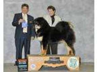 Tibetan Mastiff Puppy for sale in Auburn, IL, USA
