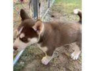 Siberian Husky Puppy for sale in Azle, TX, USA