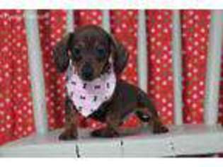 Dachshund Puppy for sale in Eden Valley, MN, USA