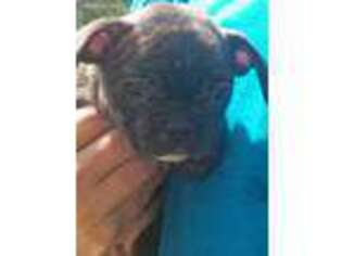French Bulldog Puppy for sale in Newport, NC, USA