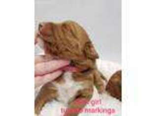 Labradoodle Puppy for sale in Newton, AL, USA