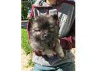 Keeshond Puppy for sale in Washington, MO, USA