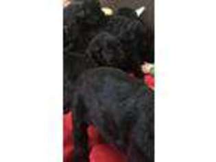 Black Russian Terrier Puppy for sale in Los Angeles, CA, USA