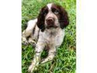 English Springer Spaniel Puppy for sale in Tampa, FL, USA