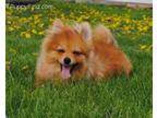 Pomeranian Puppy for sale in Memphis, MO, USA