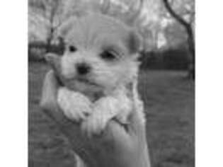 Maltese Puppy for sale in Heavener, OK, USA