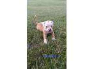 American Bulldog Puppy for sale in Harrod, OH, USA