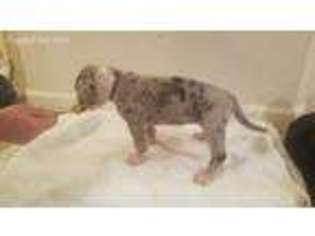 Great Dane Puppy for sale in Winchester, IN, USA
