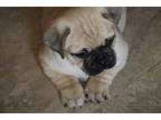Pug Puppy for sale in Jonestown, PA, USA