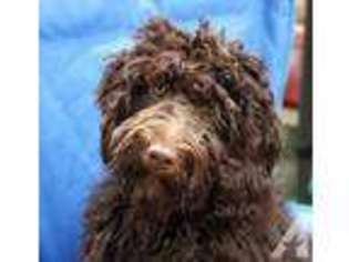 Labradoodle Puppy for sale in COLFAX, CA, USA