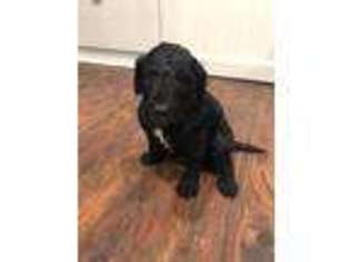 Goldendoodle Puppy for sale in Mason, TX, USA