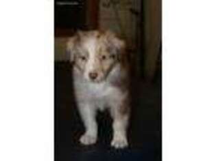 Australian Shepherd Puppy for sale in Mehoopany, PA, USA