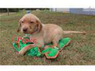 Labrador Retriever Puppy for sale in Statesboro, GA, USA
