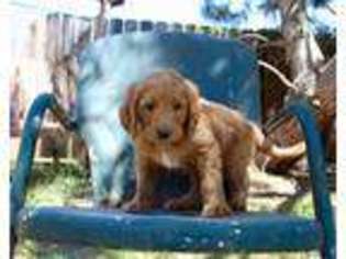 Labradoodle Puppy for sale in Turlock, CA, USA