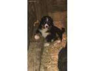 Bernese Mountain Dog Puppy for sale in Bloomington, IN, USA