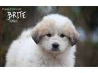 Great Pyrenees Puppy for sale in Lamoure, ND, USA