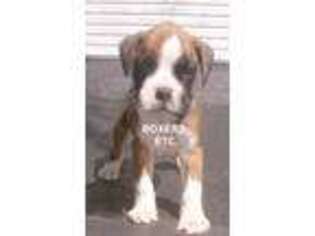 Boxer Puppy for sale in Nicholls, GA, USA