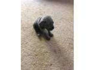 Cane Corso Puppy for sale in Stafford, VA, USA