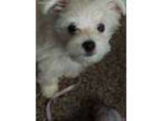 Maltese Puppy for sale in Madison, AL, USA