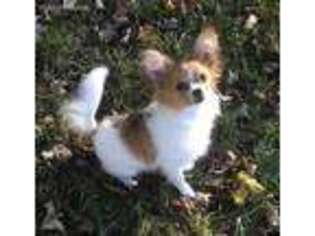 Papillon Puppy for sale in Bloomington, IN, USA
