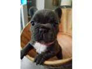 French Bulldog Puppy for sale in Stevens Point, WI, USA