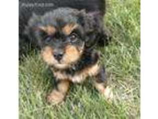 Cavapoo Puppy for sale in Doon, IA, USA