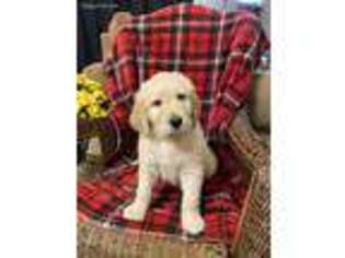 Goldendoodle Puppy for sale in Topeka, IN, USA