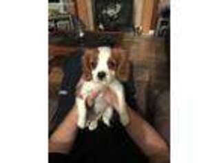 Cavalier King Charles Spaniel Puppy for sale in Malone, NY, USA