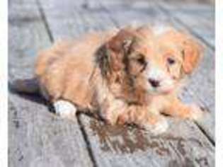 Mutt Puppy for sale in Allenwood, PA, USA