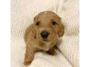 Dachshund Puppy for sale in North Kingstown, RI, USA