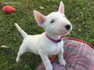Bull Terrier Puppy for sale in Bernville, PA, USA