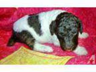 Mutt Puppy for sale in TECUMSEH, MI, USA