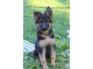 German Shepherd Dog Puppy for sale in Lewisburg, PA, USA