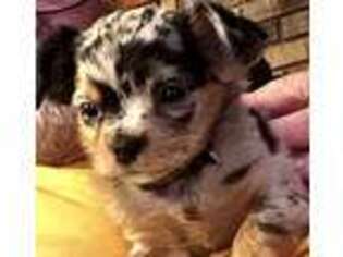 Chihuahua Puppy for sale in Kingsport, TN, USA