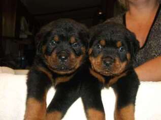 Rottweiler Puppy for sale in Fort Worth, TX, USA