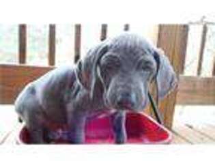 Weimaraner Puppy for sale in Augusta, GA, USA