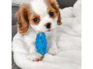 Cavalier King Charles Spaniel Puppy for sale in Santa Rosa, CA, USA