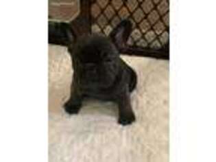 French Bulldog Puppy for sale in Cleveland, OK, USA