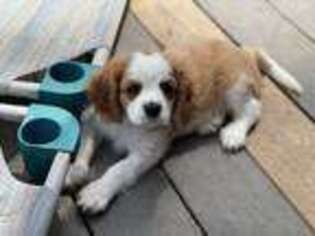 Medium Photo #1 Cavalier King Charles Spaniel Puppy For Sale in Bentonville, AR, USA