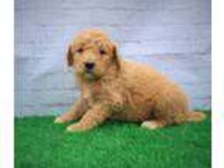 Goldendoodle Puppy for sale in Argyle, WI, USA