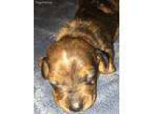 Dachshund Puppy for sale in Bryan, TX, USA