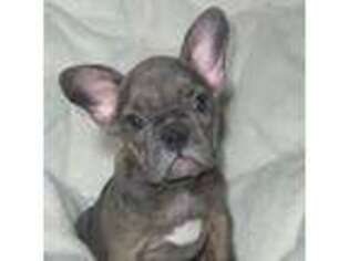 French Bulldog Puppy for sale in Rowland Heights, CA, USA
