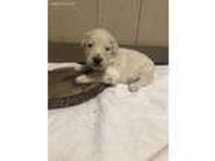Goldendoodle Puppy for sale in Cross Hill, SC, USA
