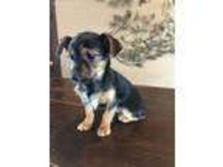 Chorkie Puppy for sale in Bluffton, IN, USA